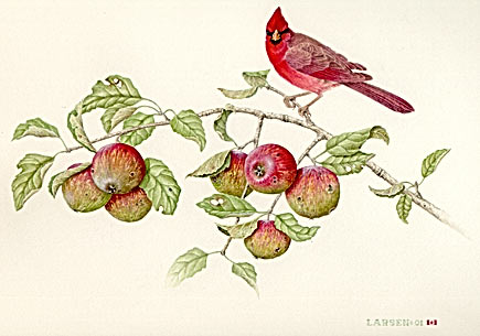 "Cardinal with Wild Apples"