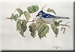 "Blue Jay with Wild Grapes"