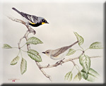 "Yellow-Rumped Warblers"