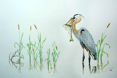 "Among the Bulrushes - Great Blue Heron""