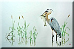 "Among the Bulrushes - Great Blue Heron"