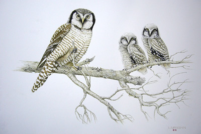 "Proud Parent - Northern Hawk Owls"