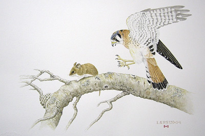"Kestrel and White-Footed Mouse"