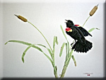 "Territorial Challenge - Red Winged Blackbird"