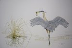 "Among the Reeds - Great Blue Heron"