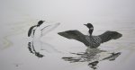 "Courting Loons"