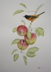 "Orchard Oriole"