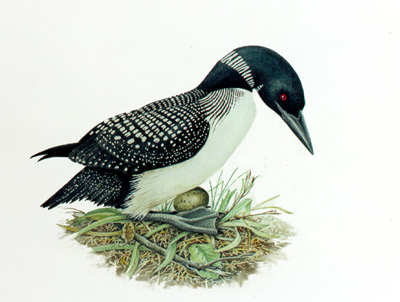 "On the Nest - Great Northern Diver"