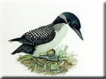 "On the Nest - Great Northern Diver"