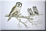 "Proud Parent - Northern Hawk Owls"