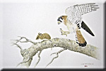 "Kestrel and White-Footed Mouse"